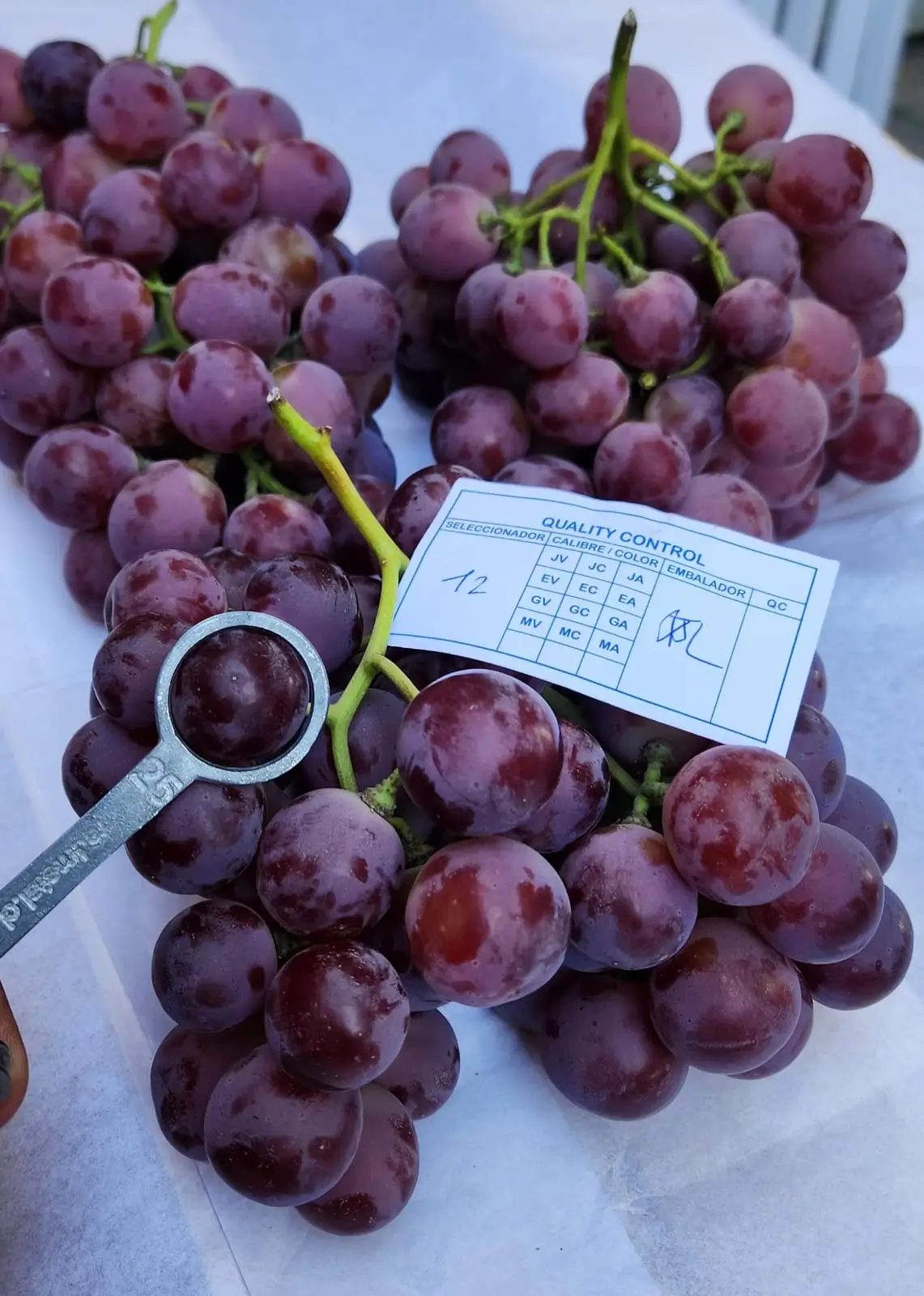 Red Grapes - Quality control inspection with sizing tool