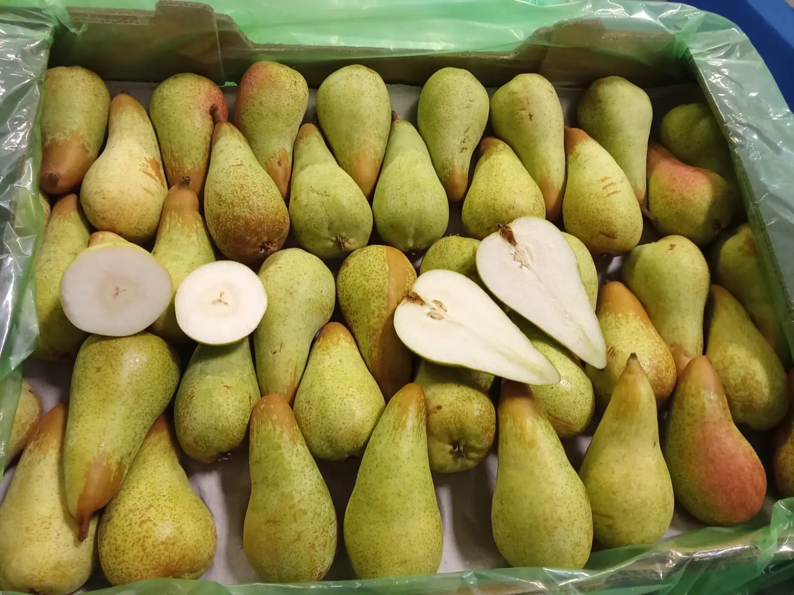 Fresh Pears - Yellowish-green pears with cut samples