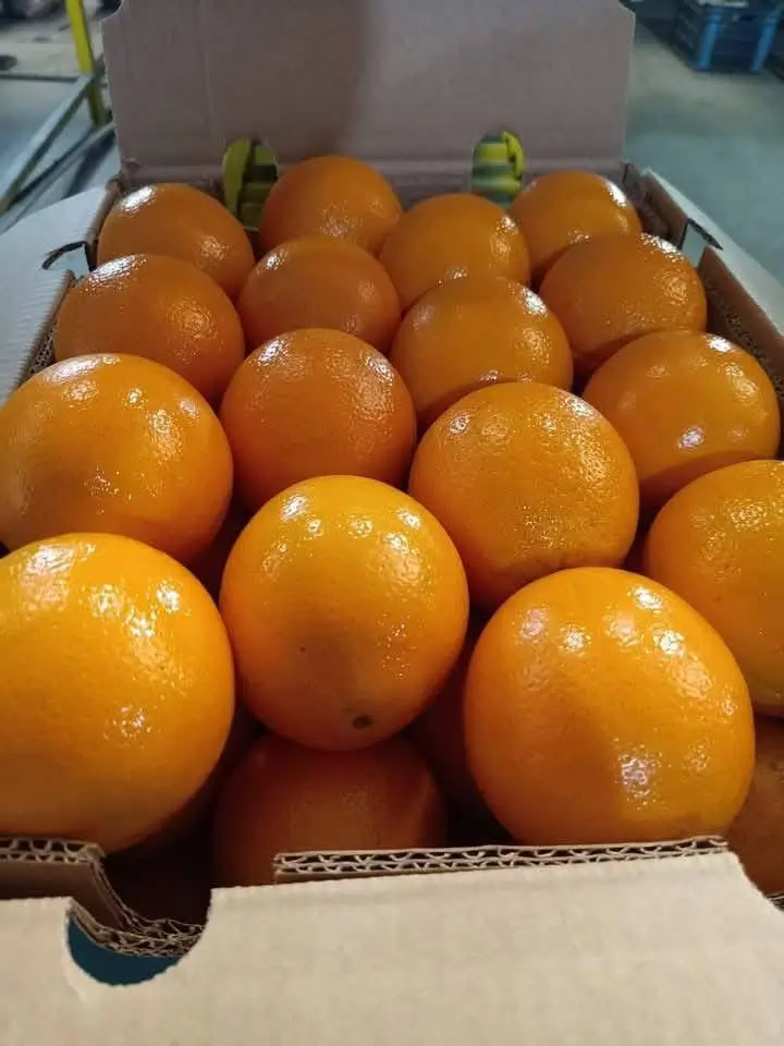 Fresh Oranges - Close-up of vibrant oranges in box