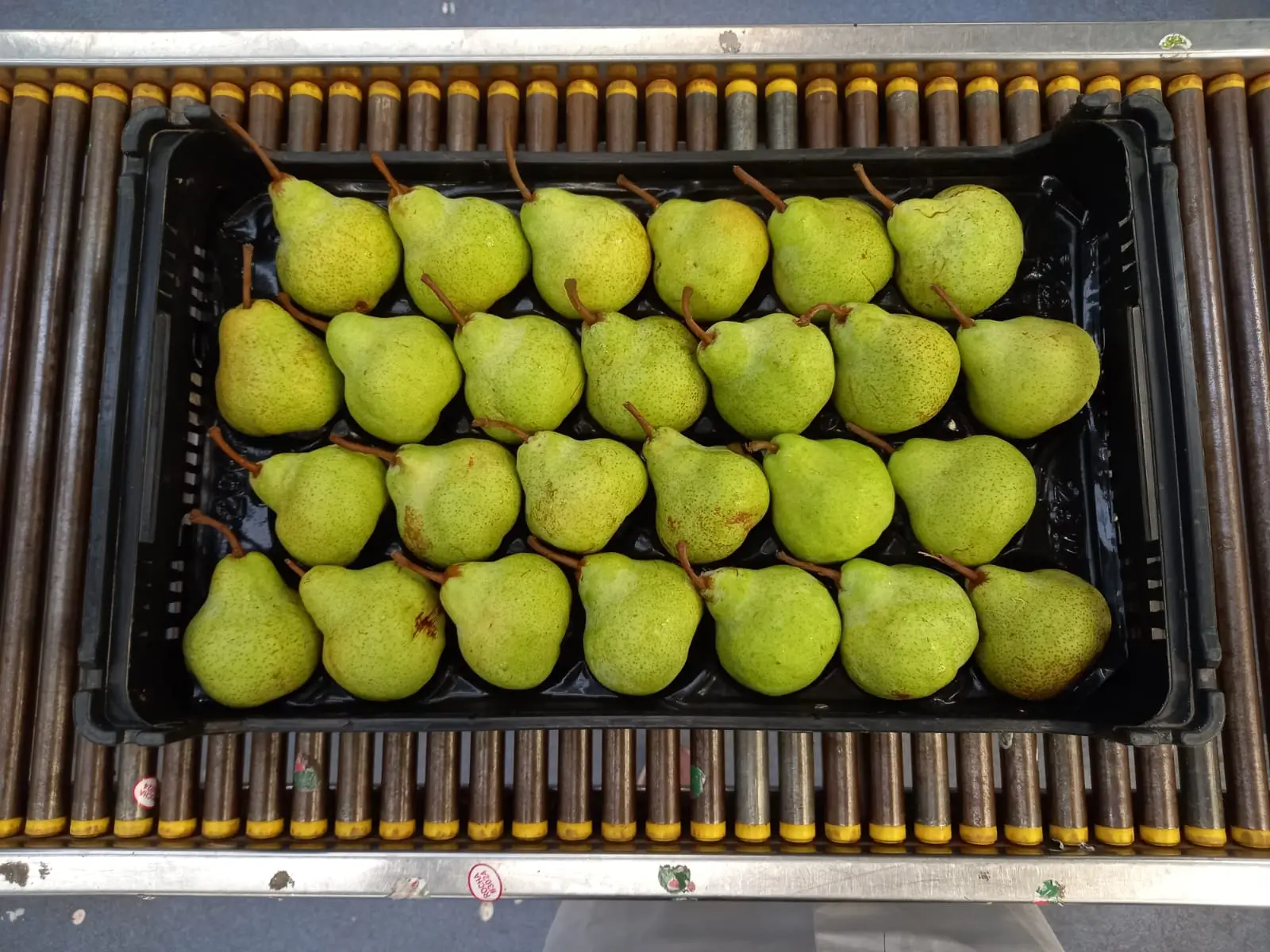 Fresh Pears - Green pears on conveyor belt