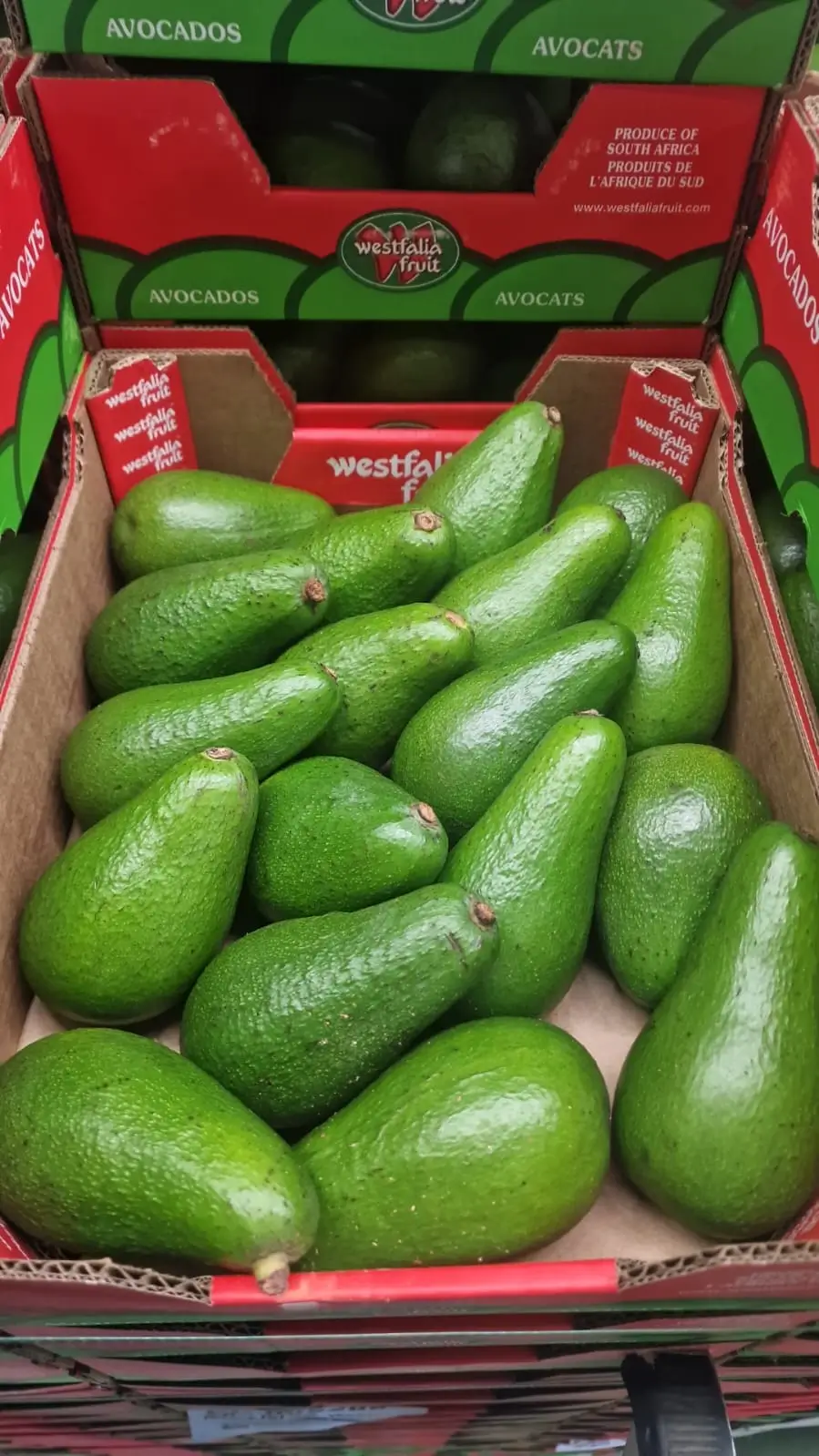 Premium Avocados - Westfalia Fruit brand from South Africa