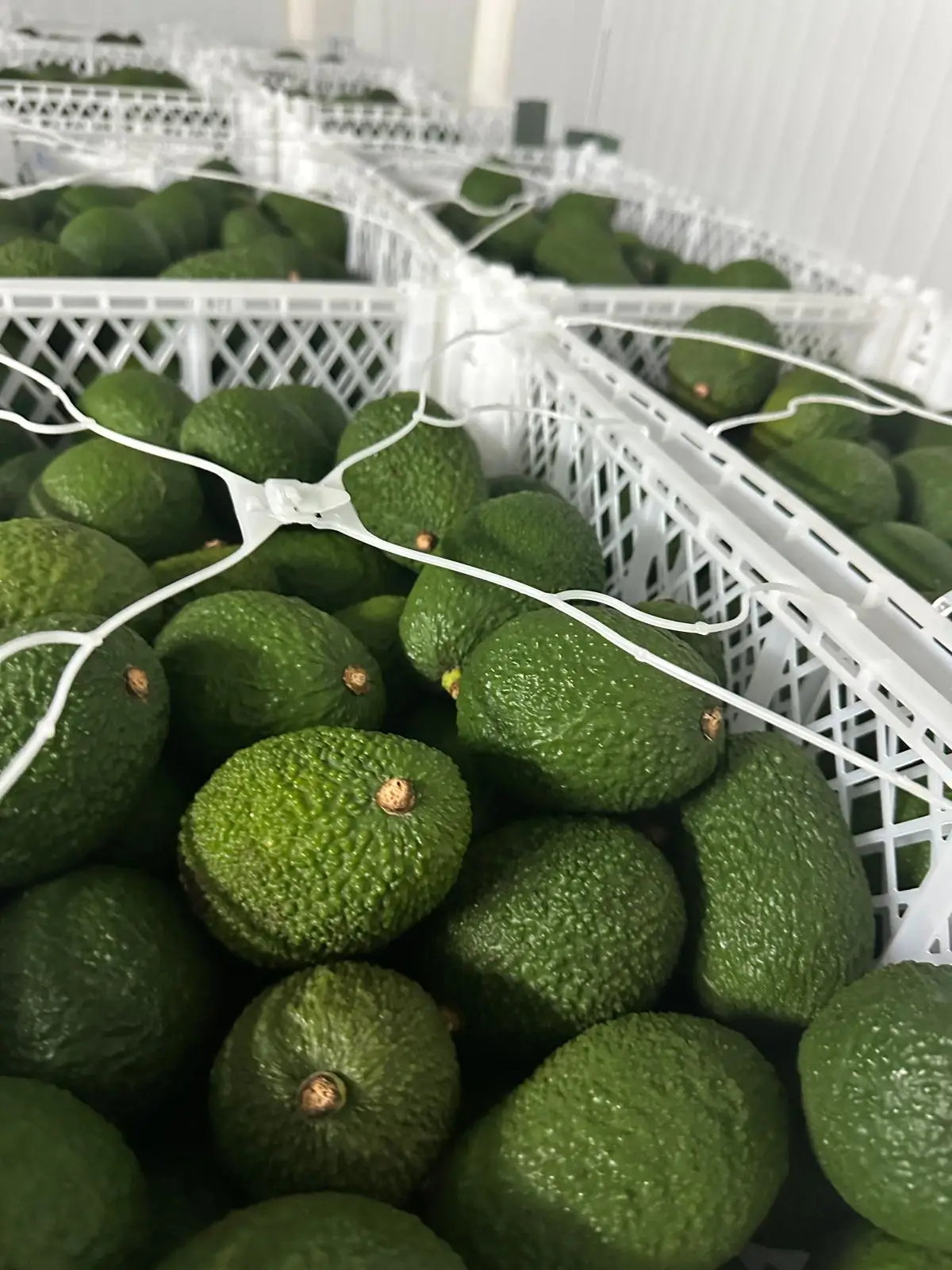 Premium Avocados - Hass variety in plastic crates