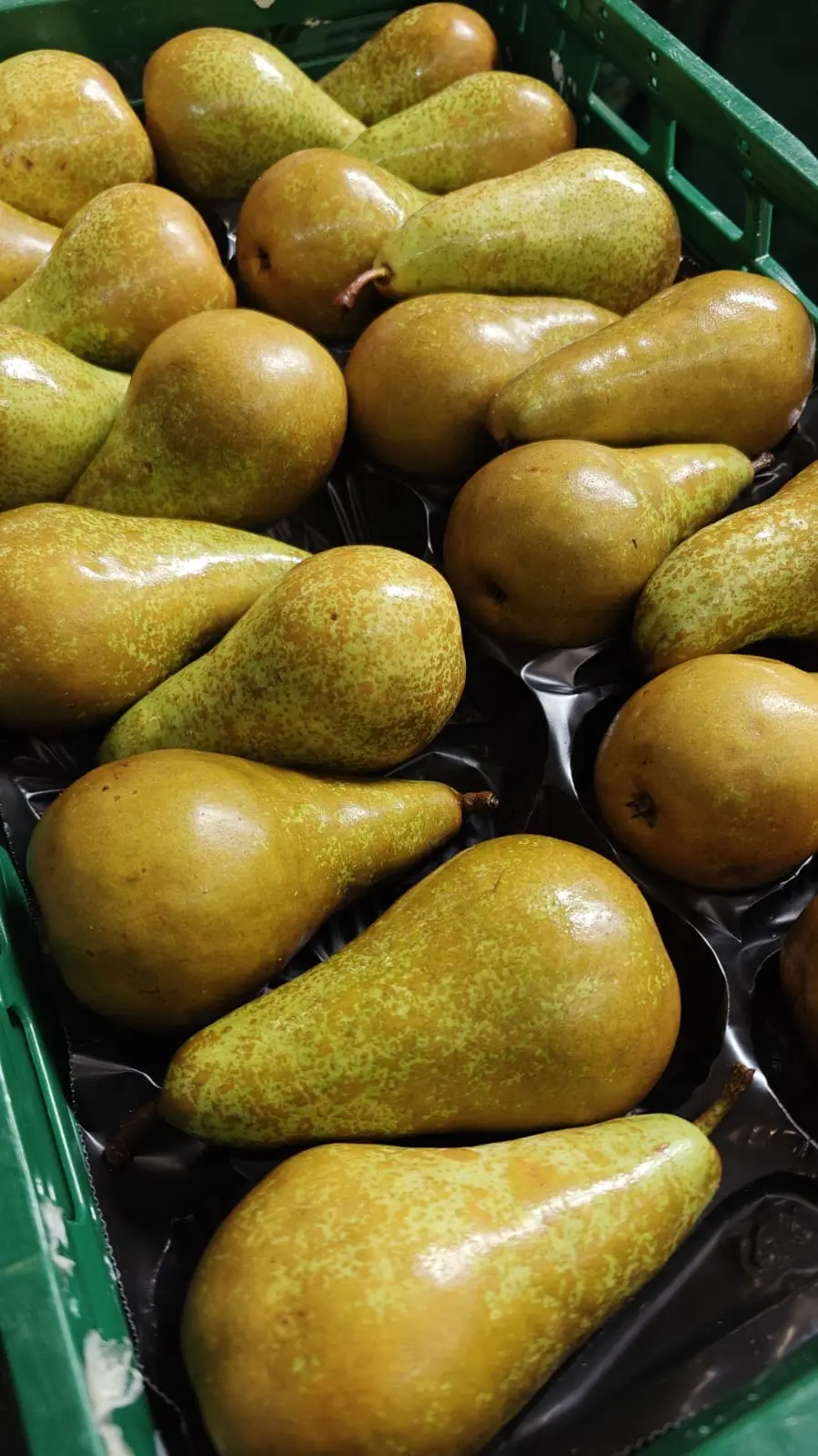 Fresh Pears - Russeted pears in black tray