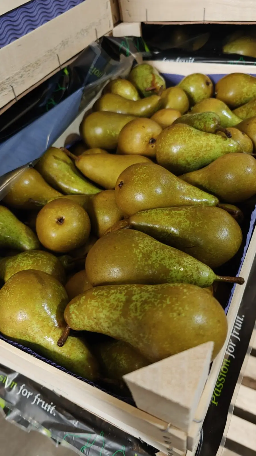 Fresh Pears - Russeted pears in wooden crate