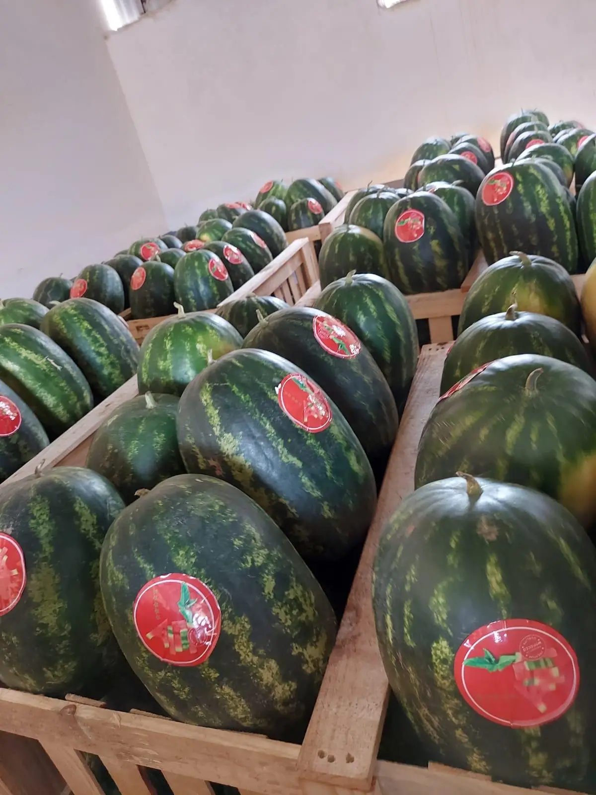 Fresh Watermelons - Large dark green watermelons in wooden crates