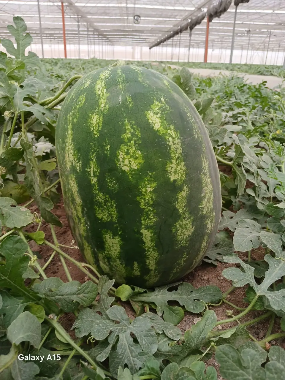 Fresh Watermelons - Striped watermelon on vine in greenhouse