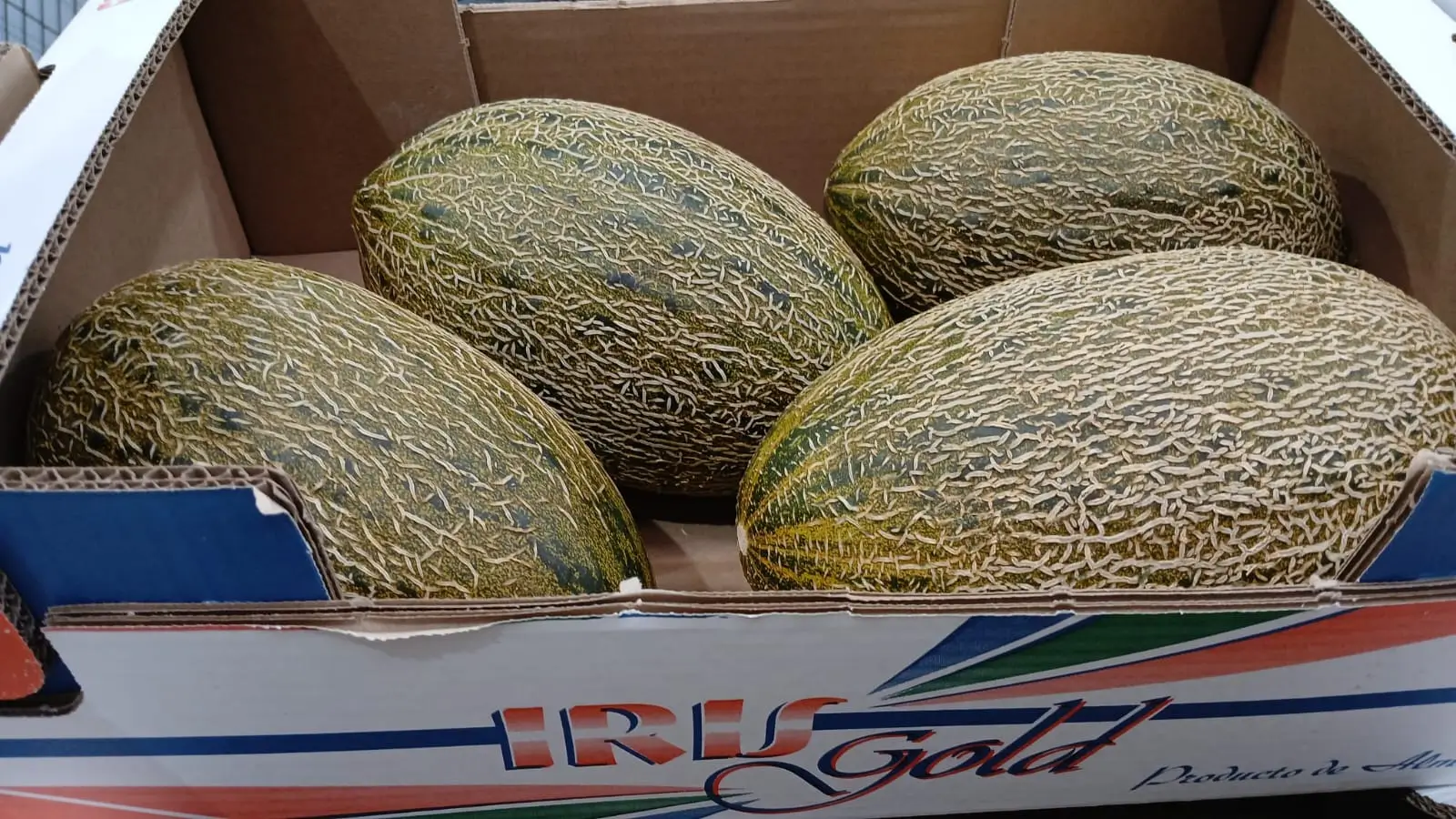 Piel de Sapo Melons - IRU Gold brand cantaloupe melons