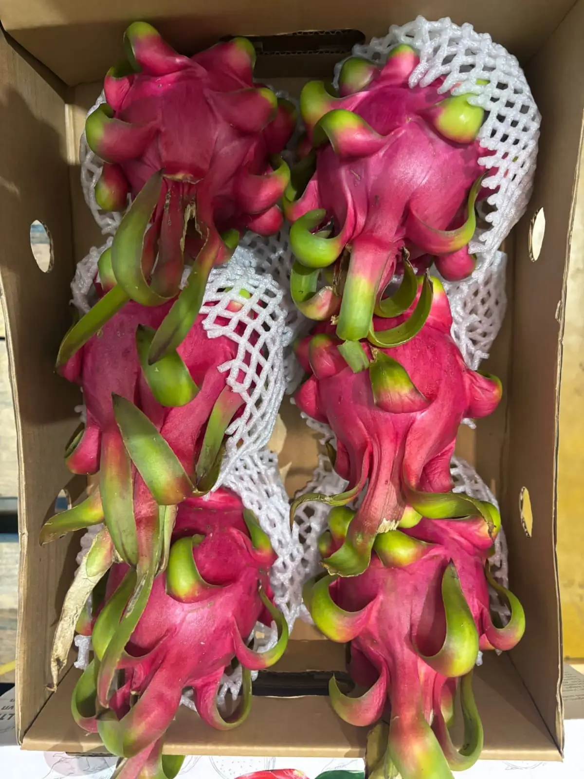Dragon Fruit - Top-down view with protective mesh