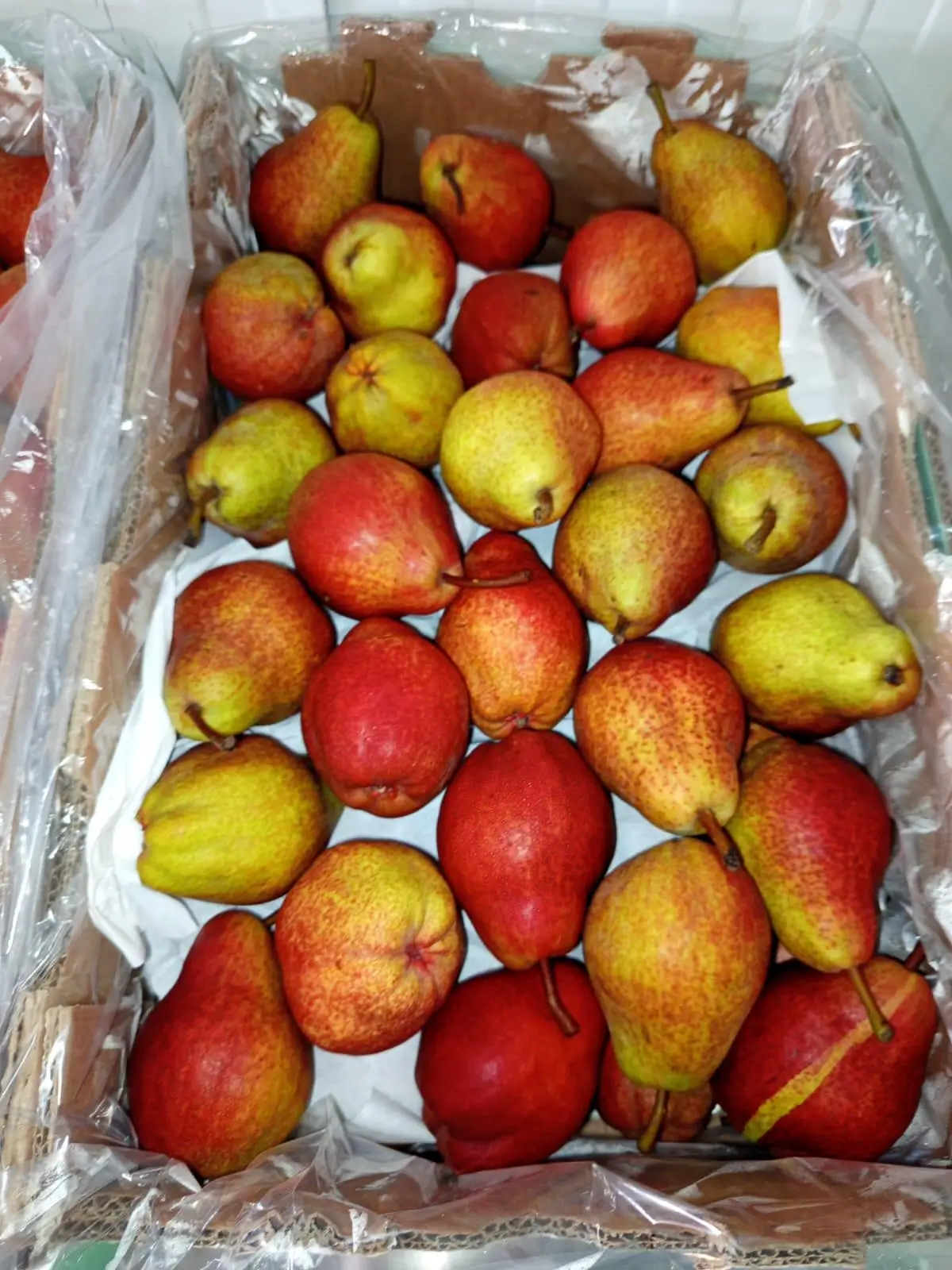 Fresh Pears - Red and yellow two-toned pears