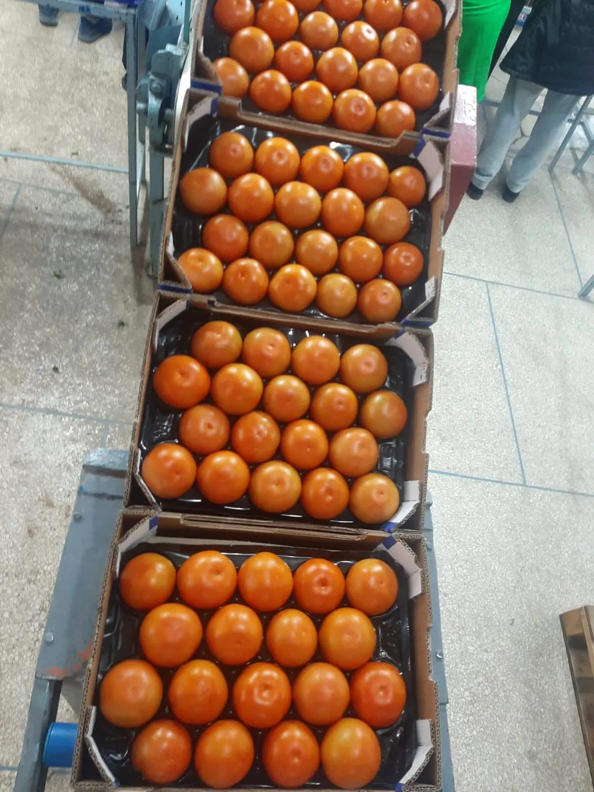 Fresh Tomatoes - Packing line with multiple boxes