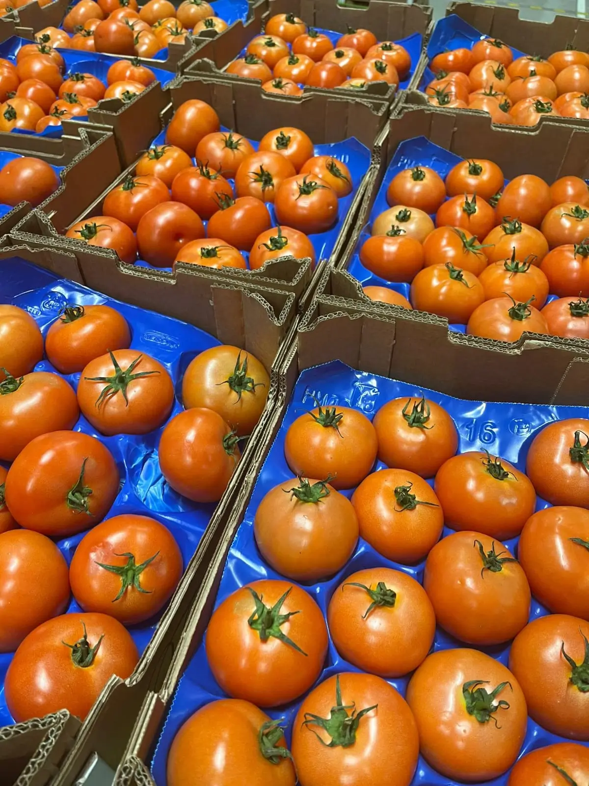 Fresh Tomatoes - Red-orange tomatoes in blue trays
