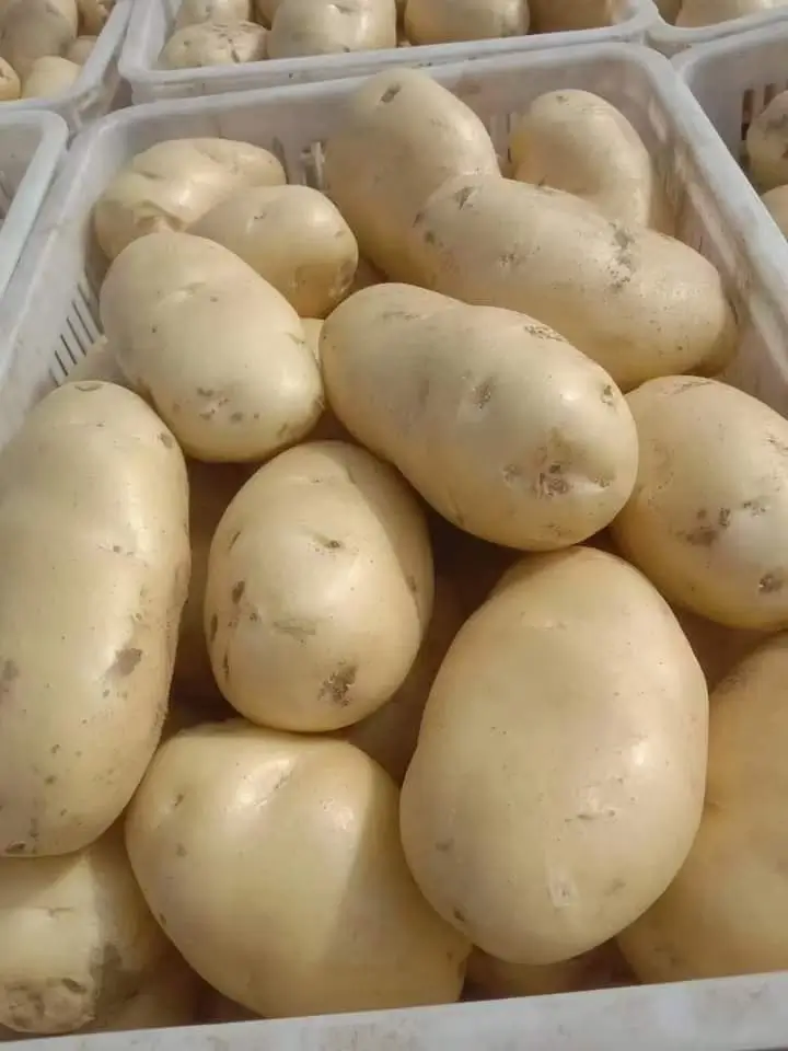 Fresh Potatoes - Clean light-skinned potatoes in crate