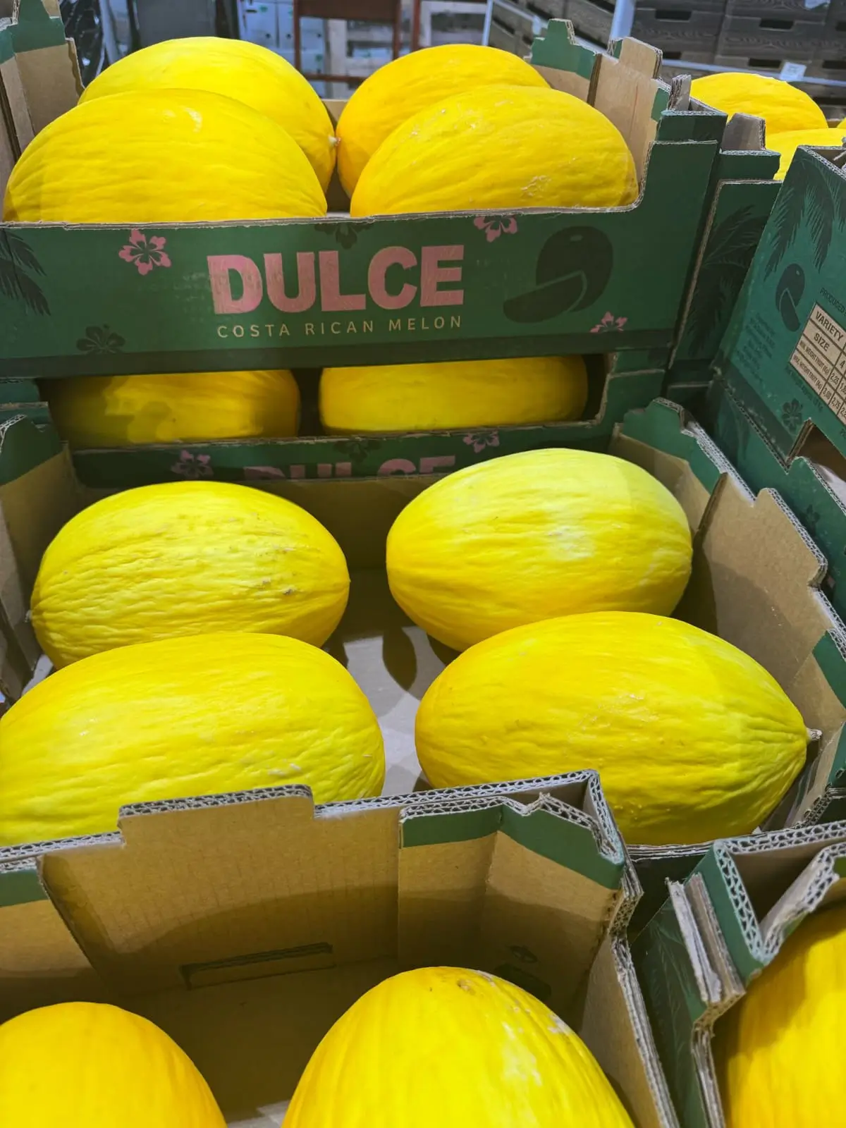 Yellow Melons - Dulce Costa Rican brand melons