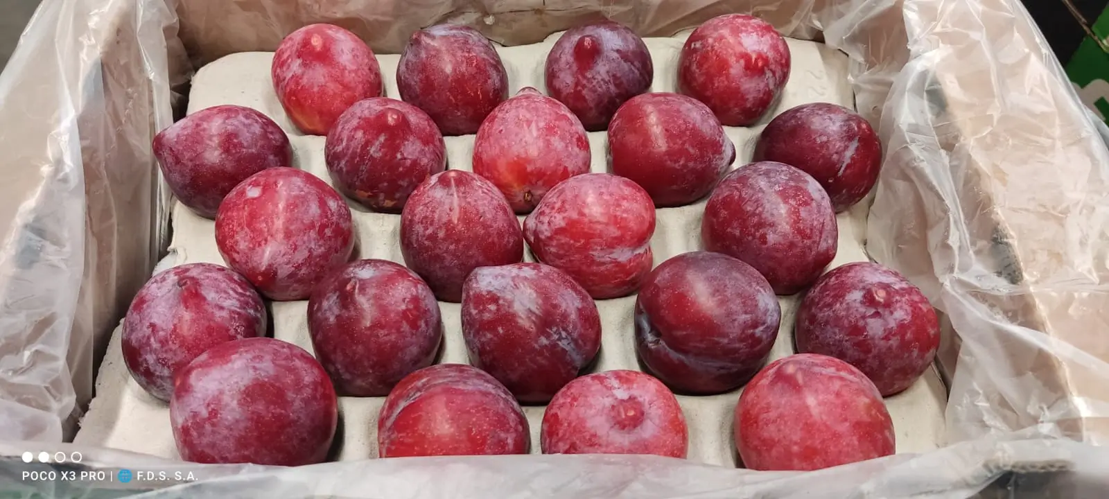Fresh Plums - Reddish-purple plums with natural bloom