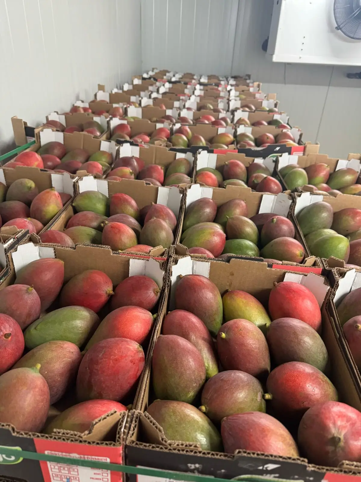 Fresh Mangoes - Mix of red and green mangoes in cold storage